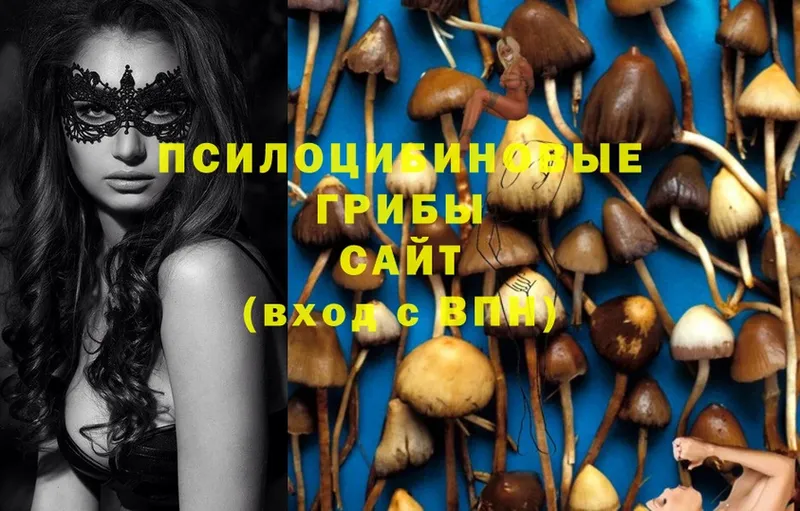 Псилоцибиновые грибы Magic Shrooms  купить закладку  omg ссылки  нарко площадка какой сайт  Боготол 